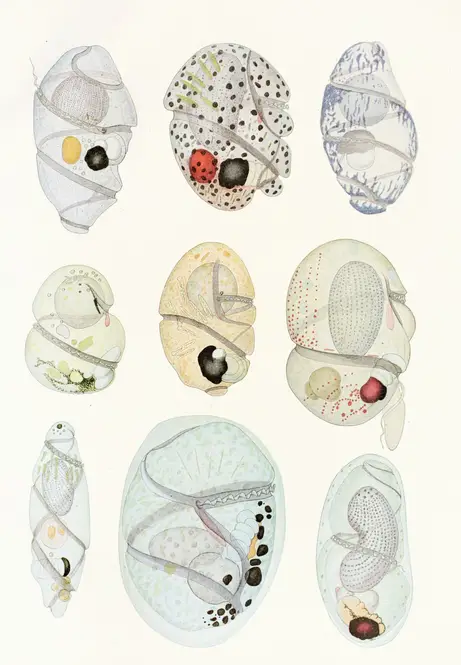 The free-living unarmored dinoflagellata pl 11 (1921) by Charles Atwood Kofoid